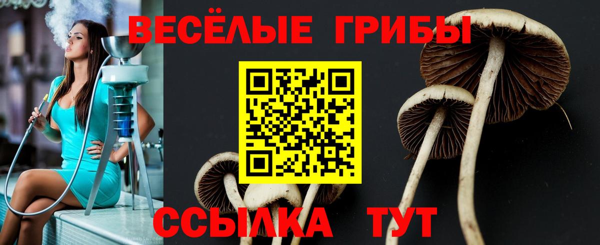 Галлюциногенные грибы Psilocybine cubensis  Вход с VPN  Псилоцибиновые грибы мицелий  Якутск 